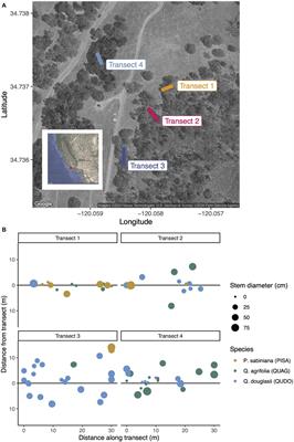 Spheres of Influence: Host Tree Proximity and Soil Chemistry Shape rRNA, but Not DNA, Communities of Symbiotic and Free-Living Soil Fungi in a Mixed Hardwood-Conifer Forest